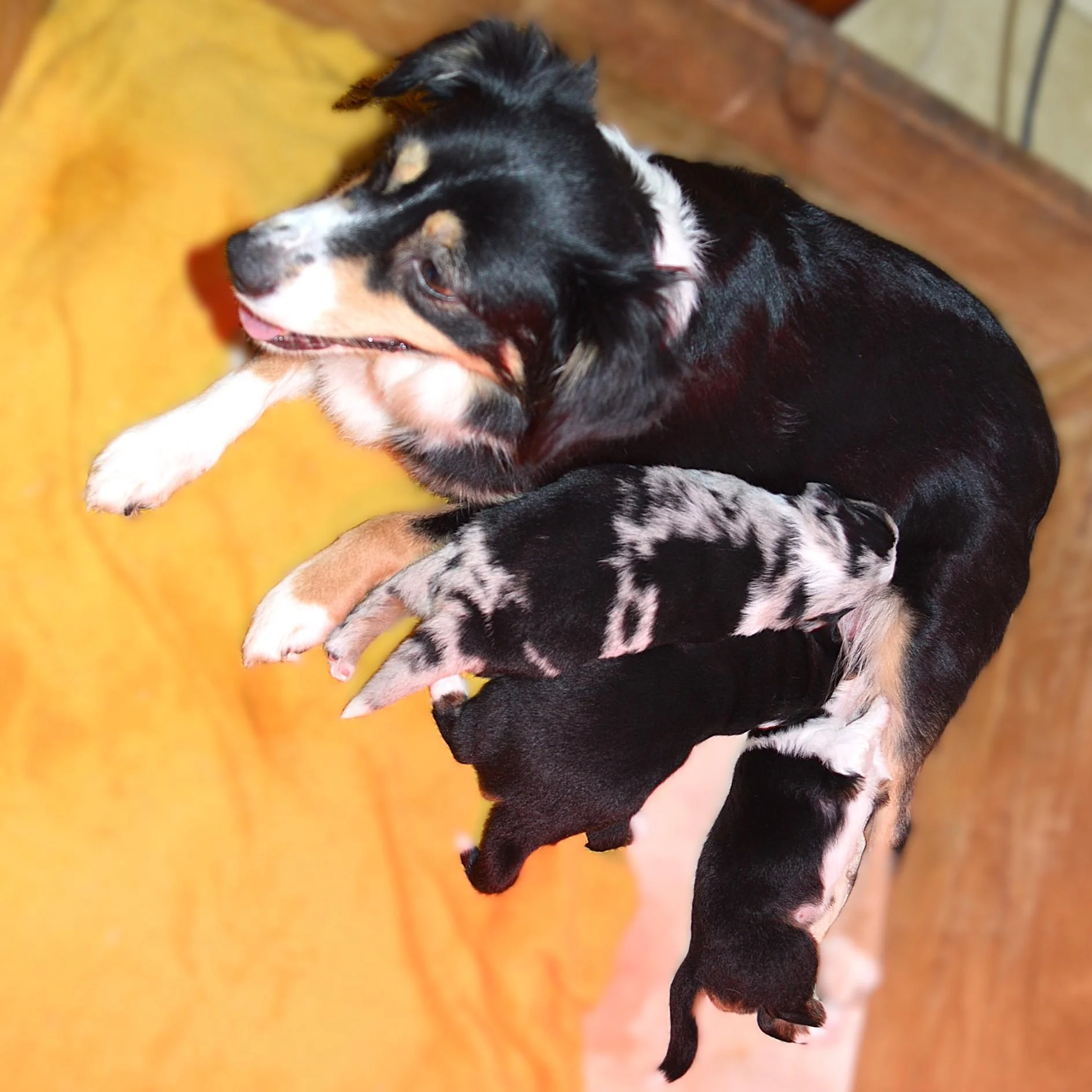 2026 Roupie et ses chiots